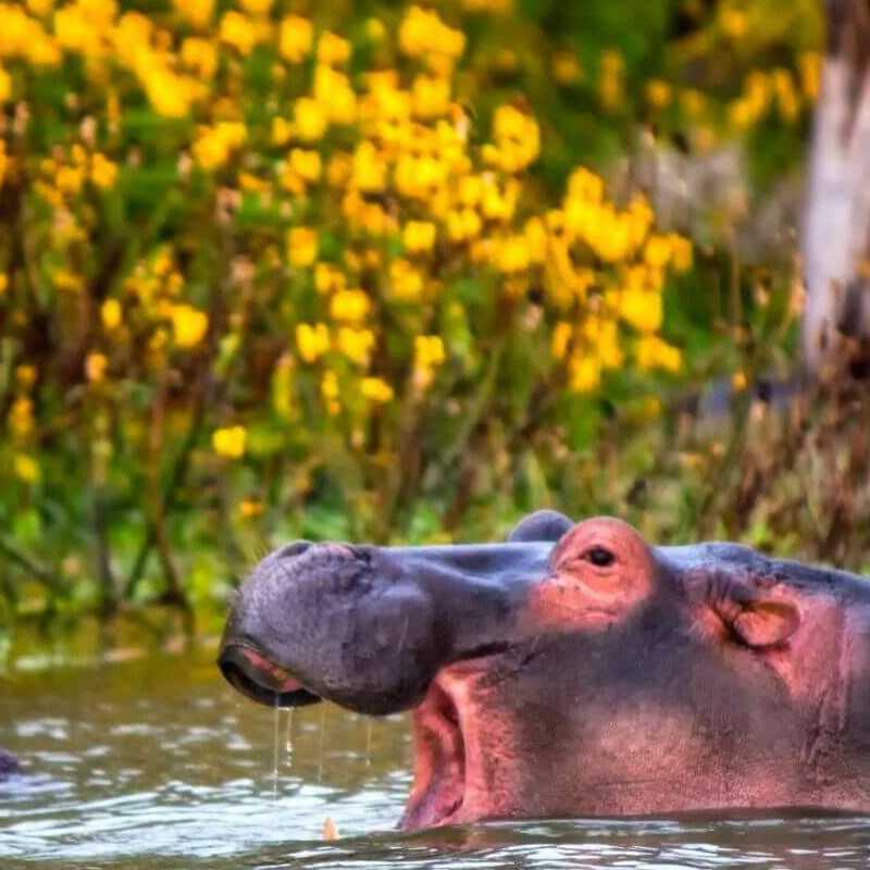 Naivasha See