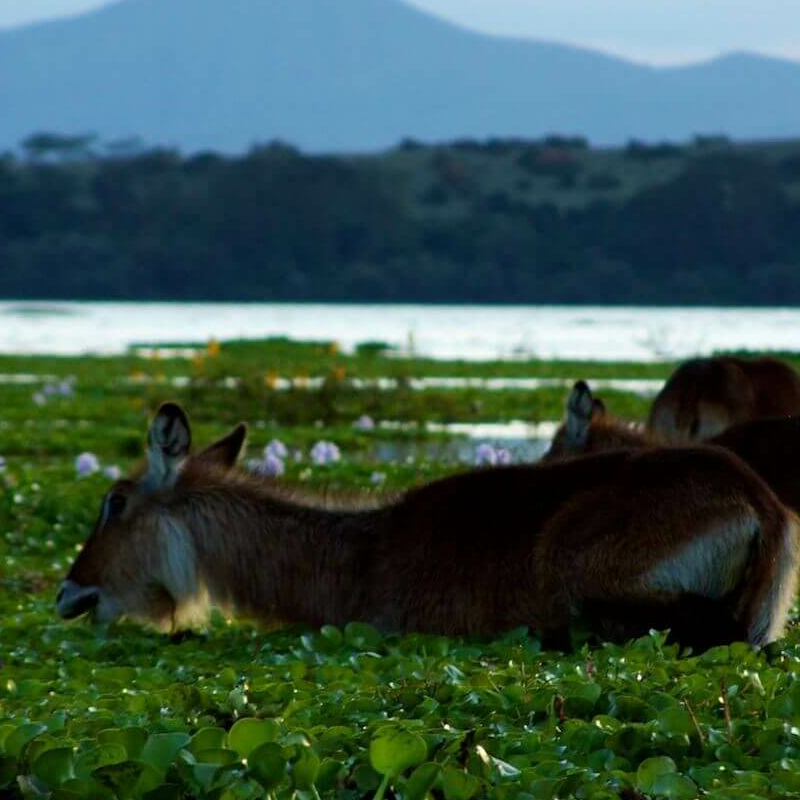 Naivasha See