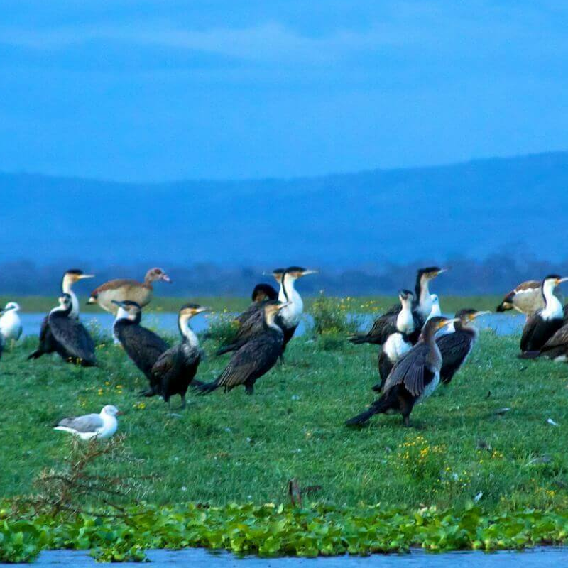 Naivasha See