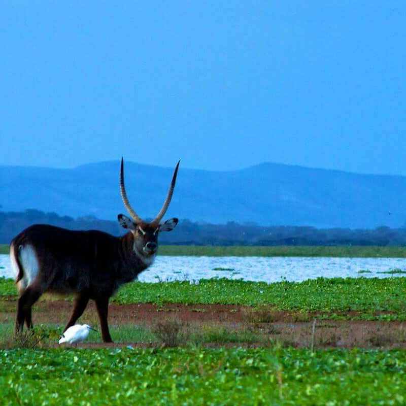 Naivasha See