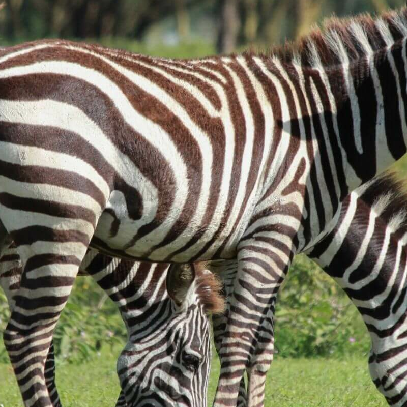Naivasha See