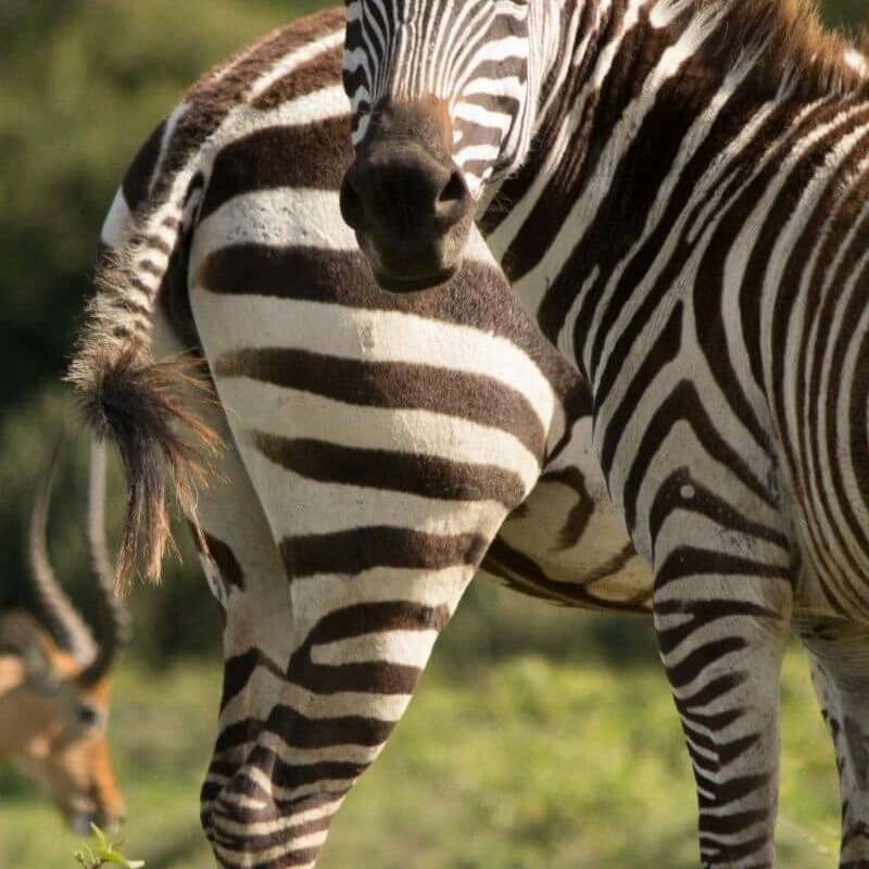 Naivasha See