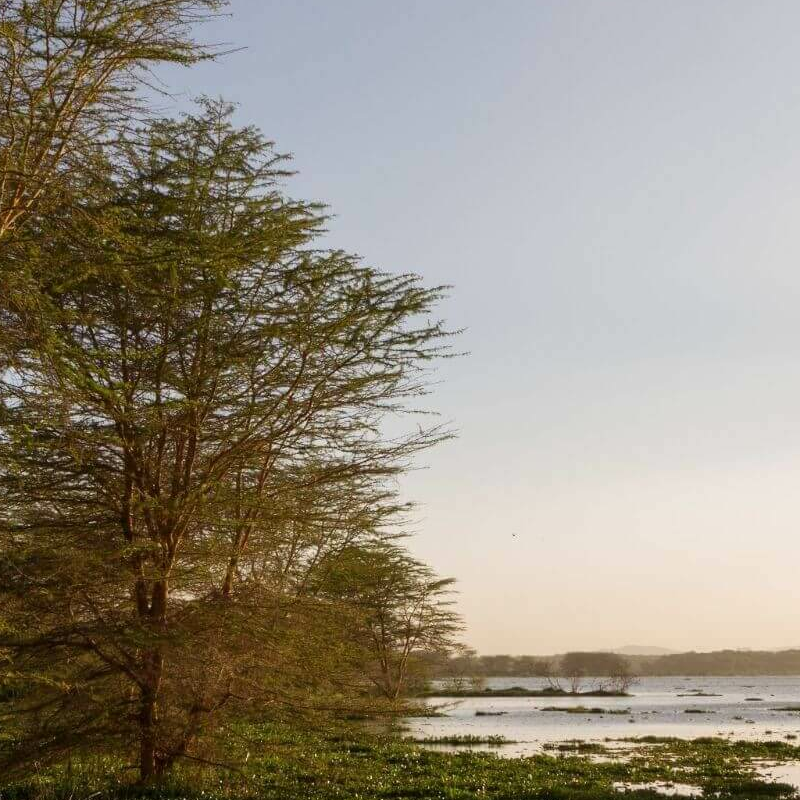 Naivasha See