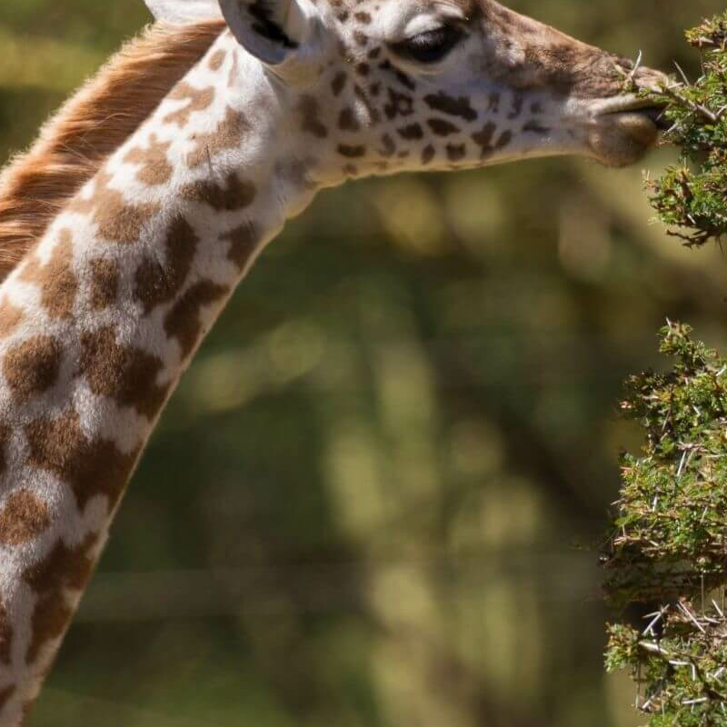 Naivasha See