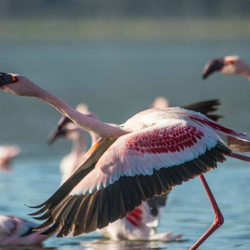 Naivasha See