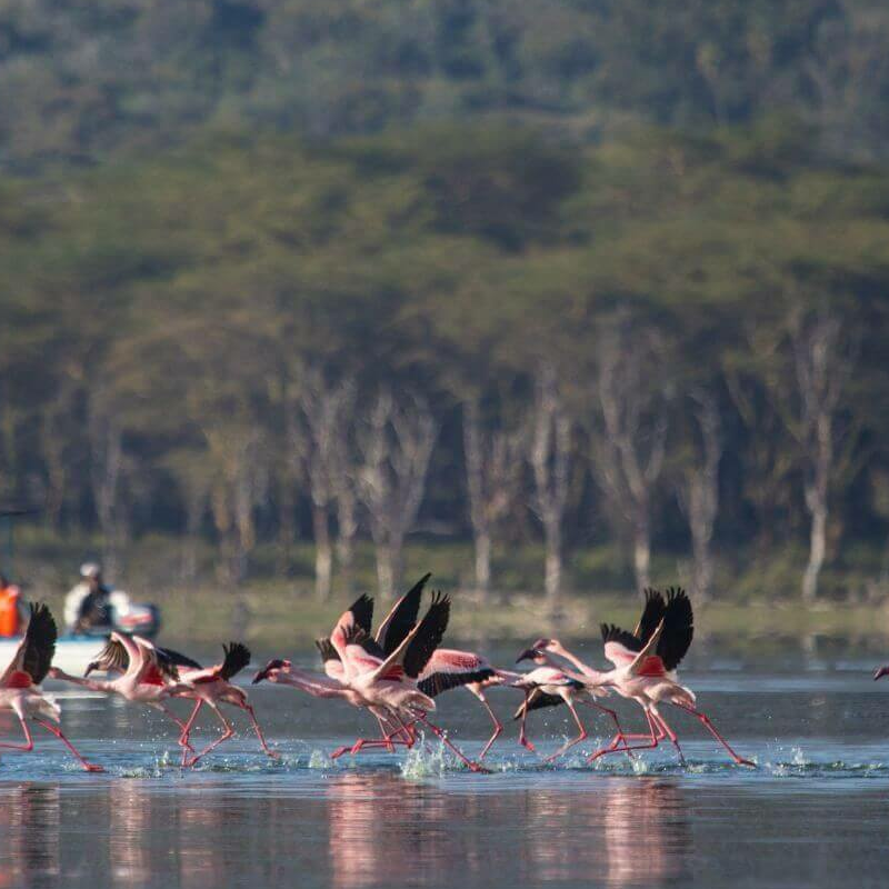 Naivasha See