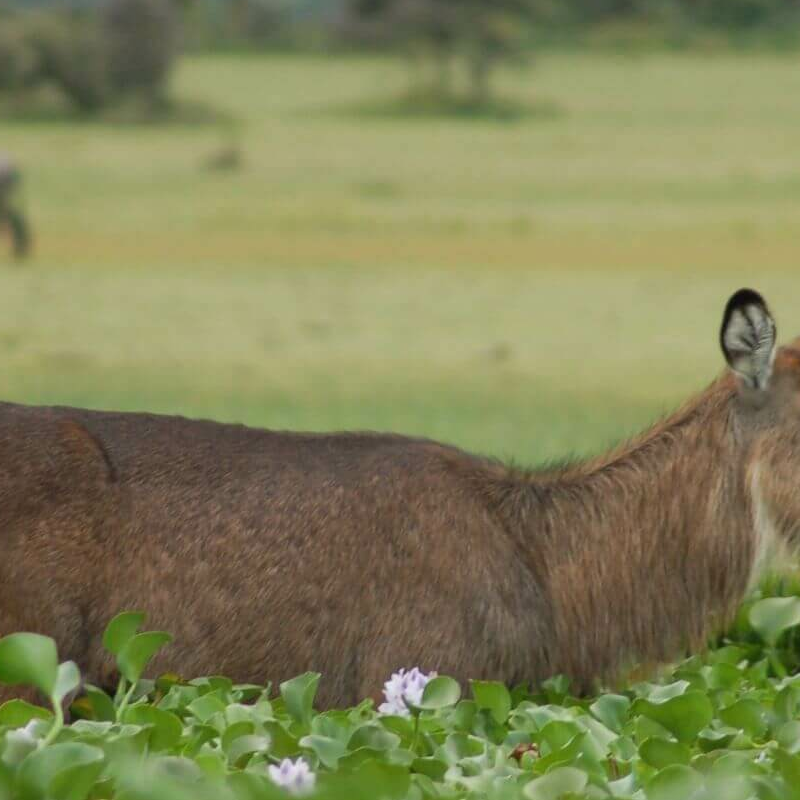 Naivasha See