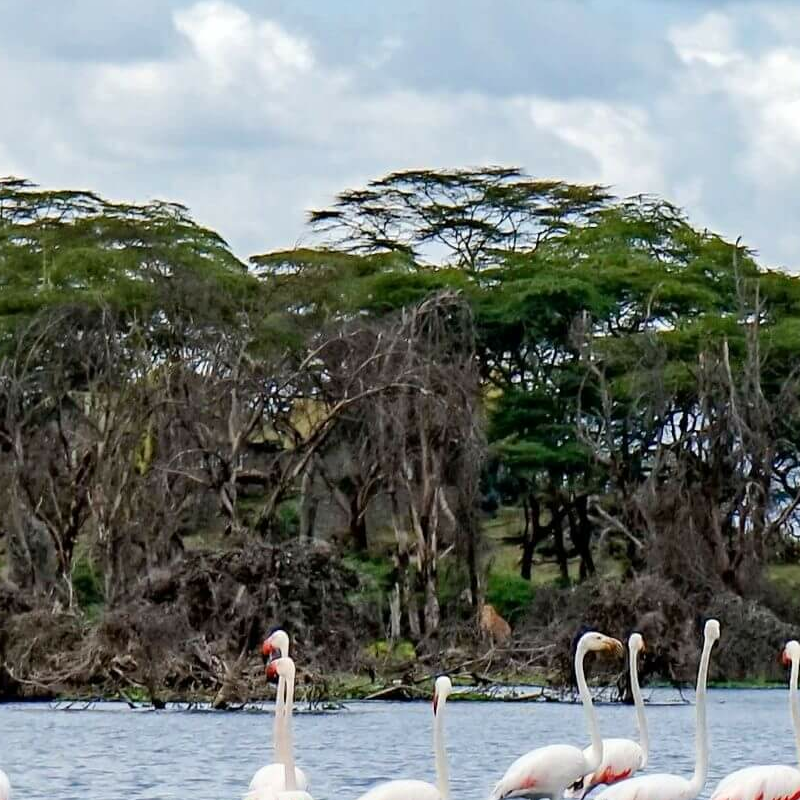 Naivasha See