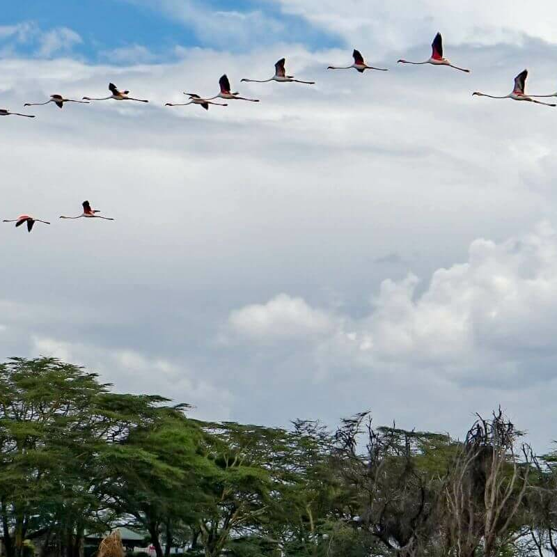 Naivasha See