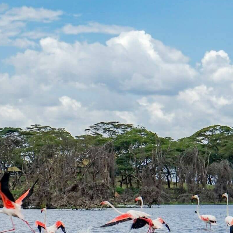 Naivasha See