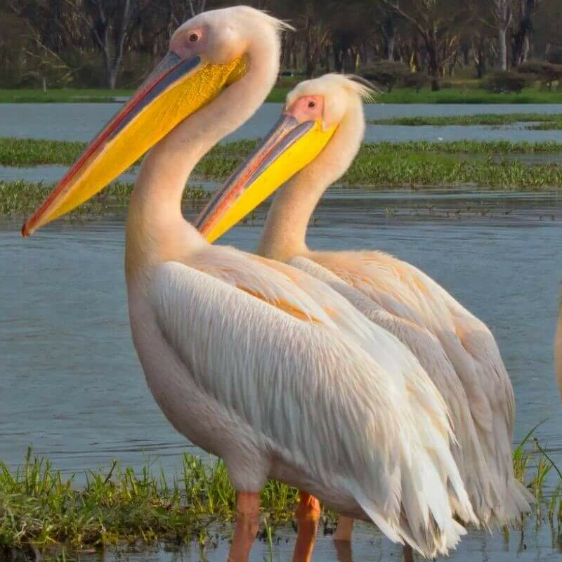 Naivasha See