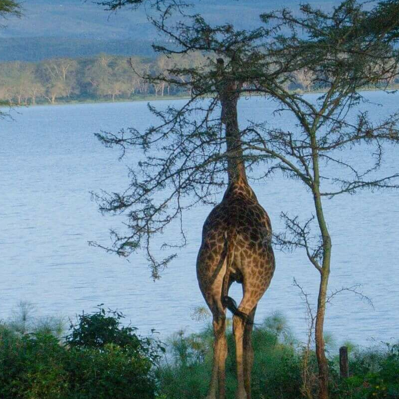 Naivasha See