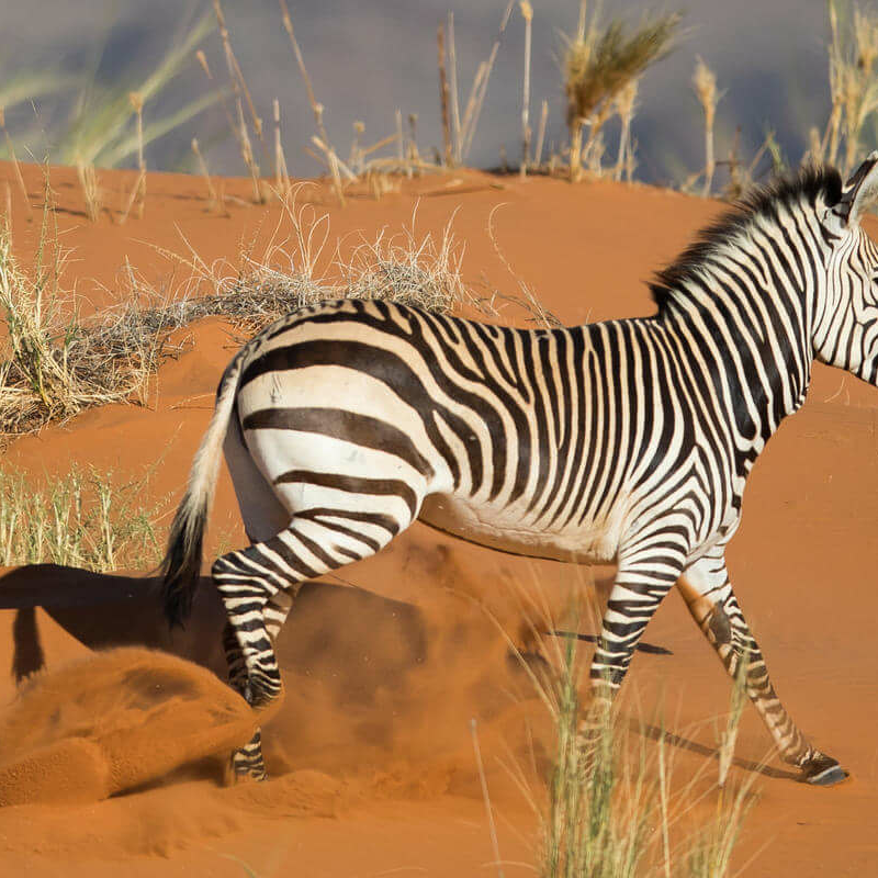 Namib Naukluft Park