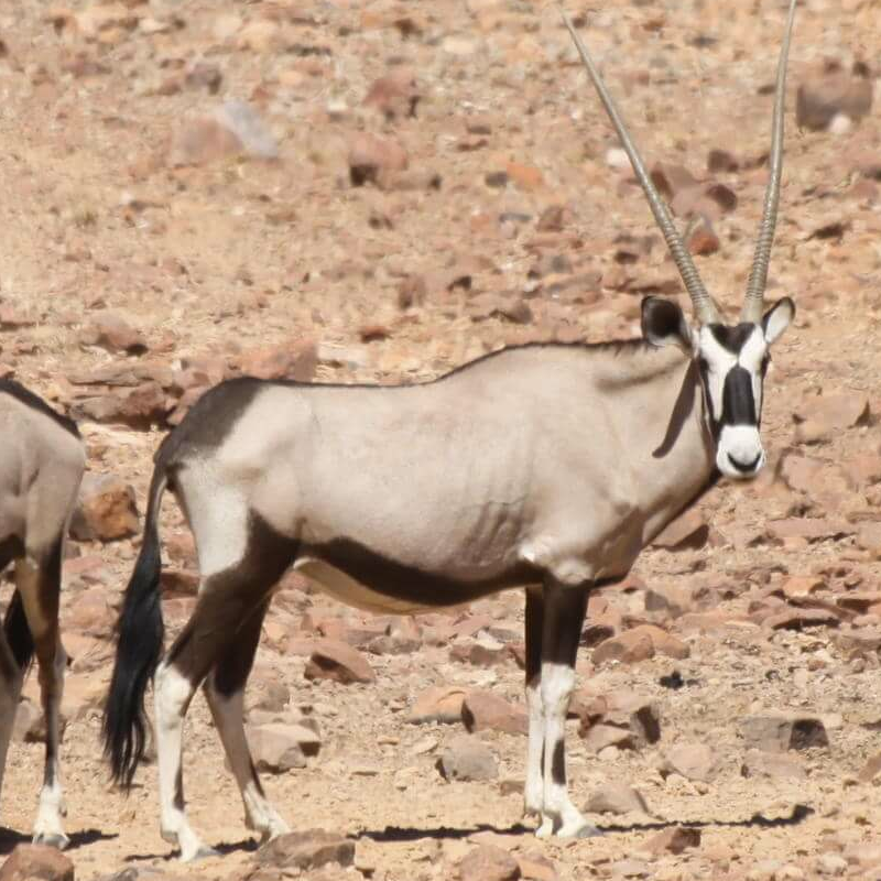 Namib Naukluft Park