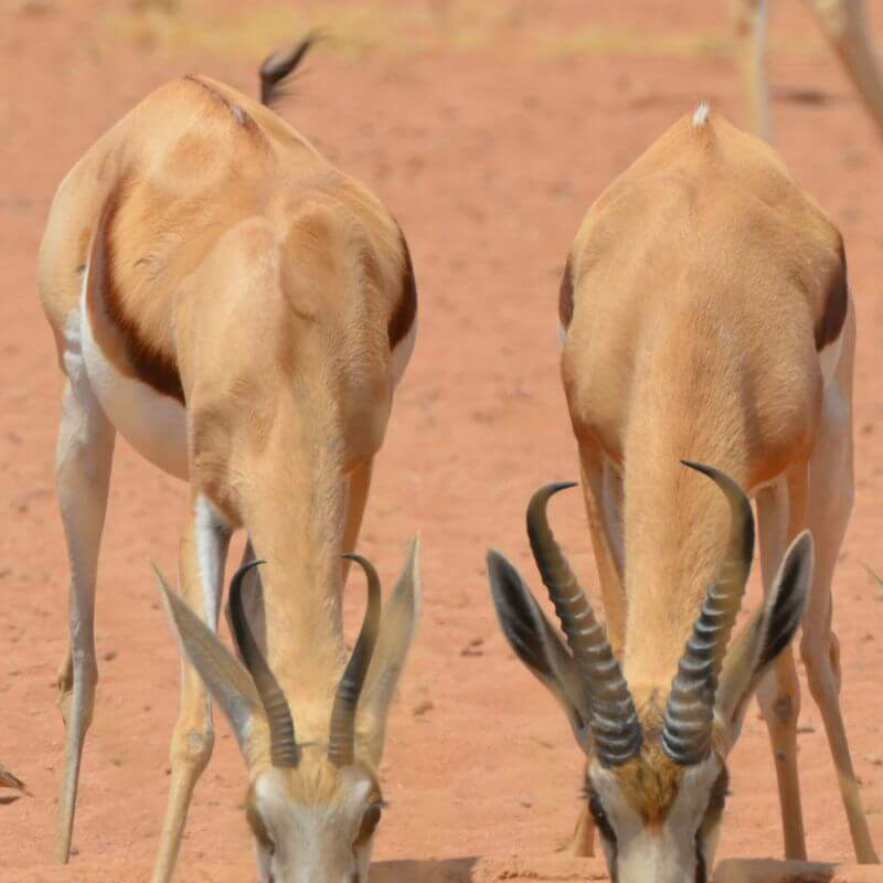 Namibrand Nature Reserve