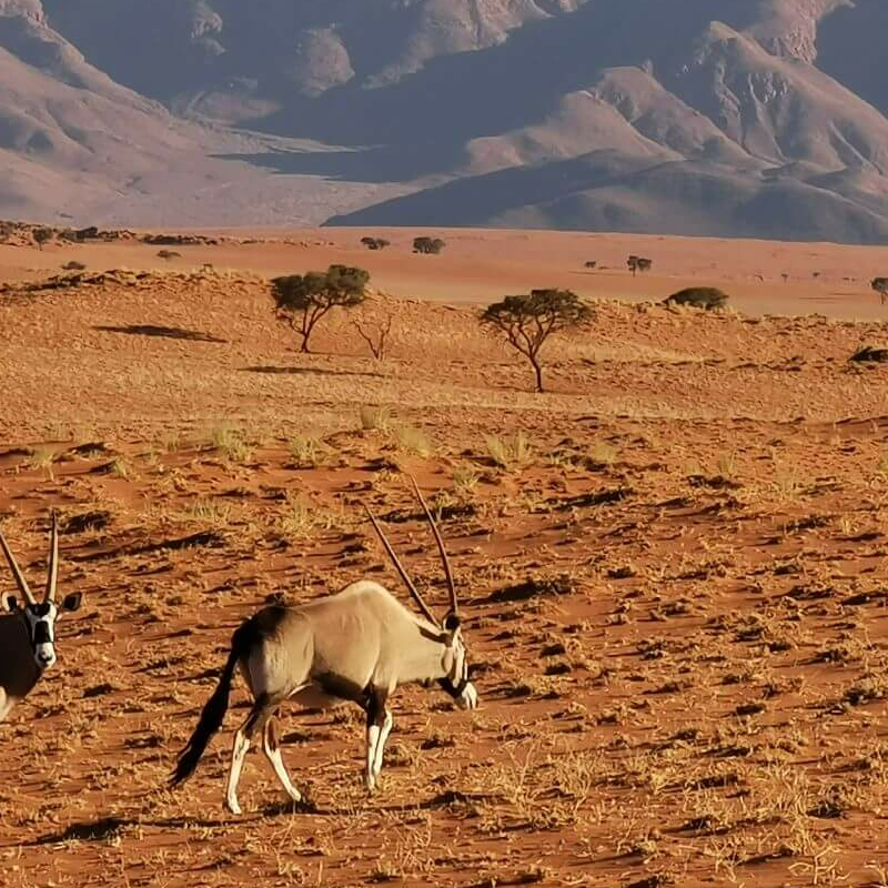 Namibrand Nature Reserve