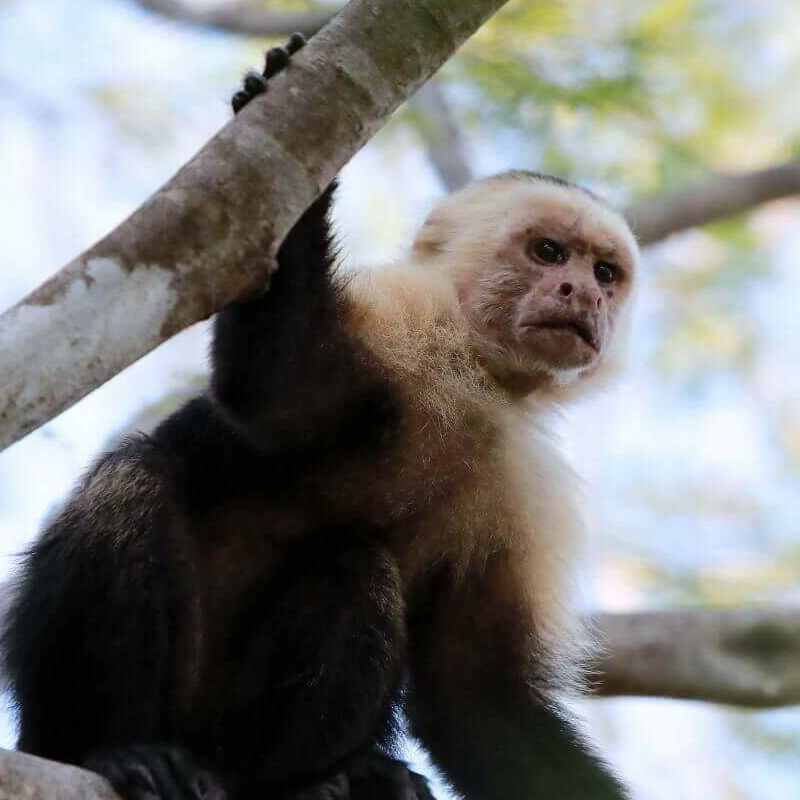 Nicoya Halbinsel