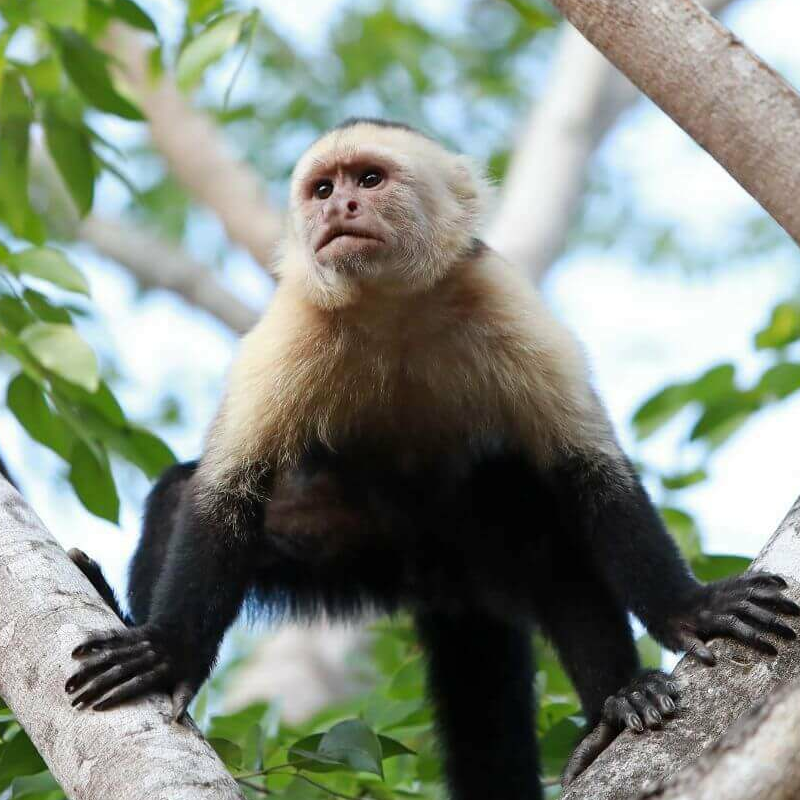 Nicoya Halbinsel