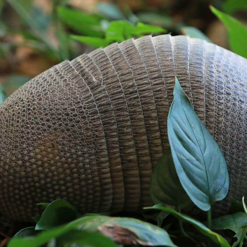 Nicoya Halbinsel