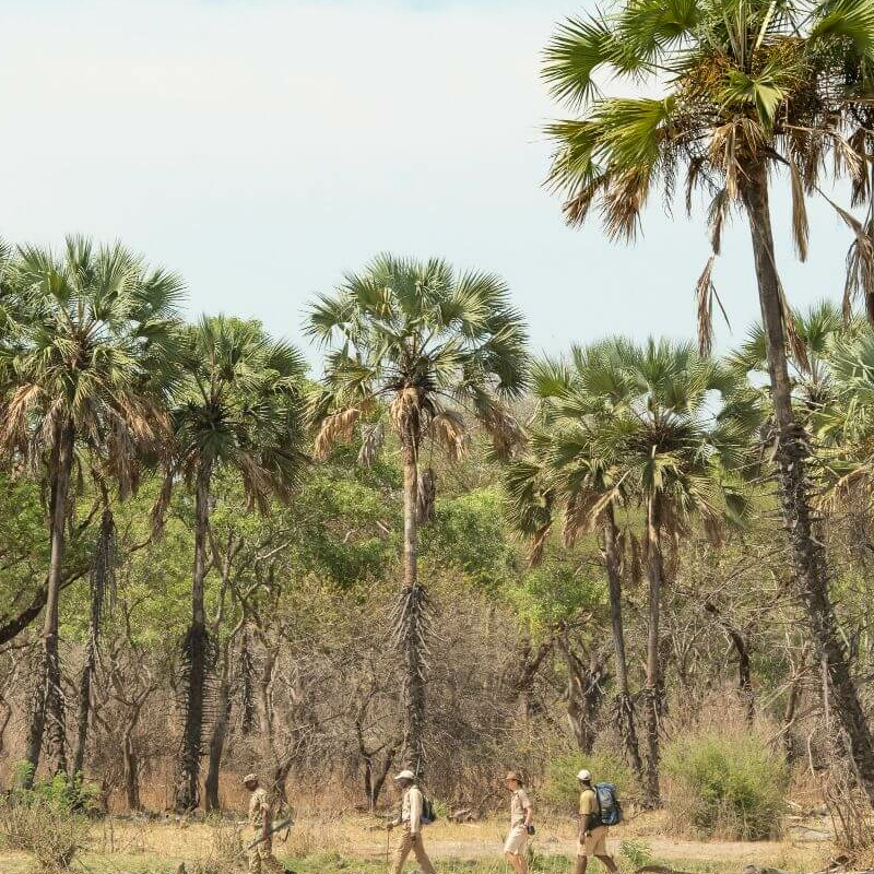 North Luangwa
