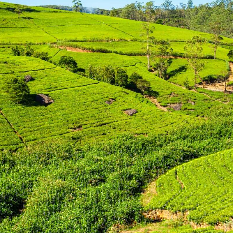 Sri Lanka Essential Safari