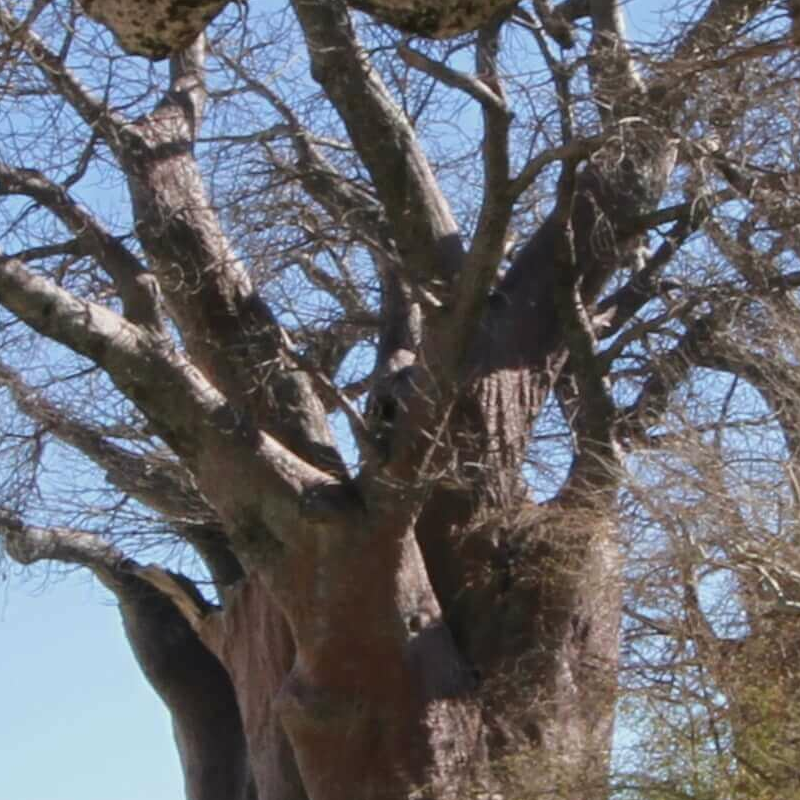Nxai Nationalpark
