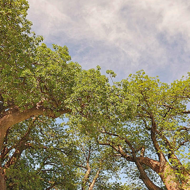 Nxai Nationalpark
