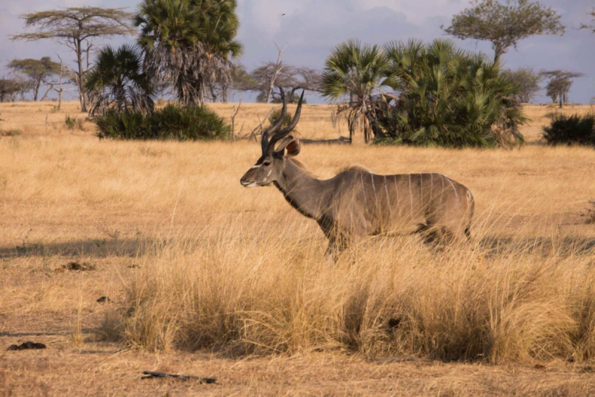 Nyerere (Selous)