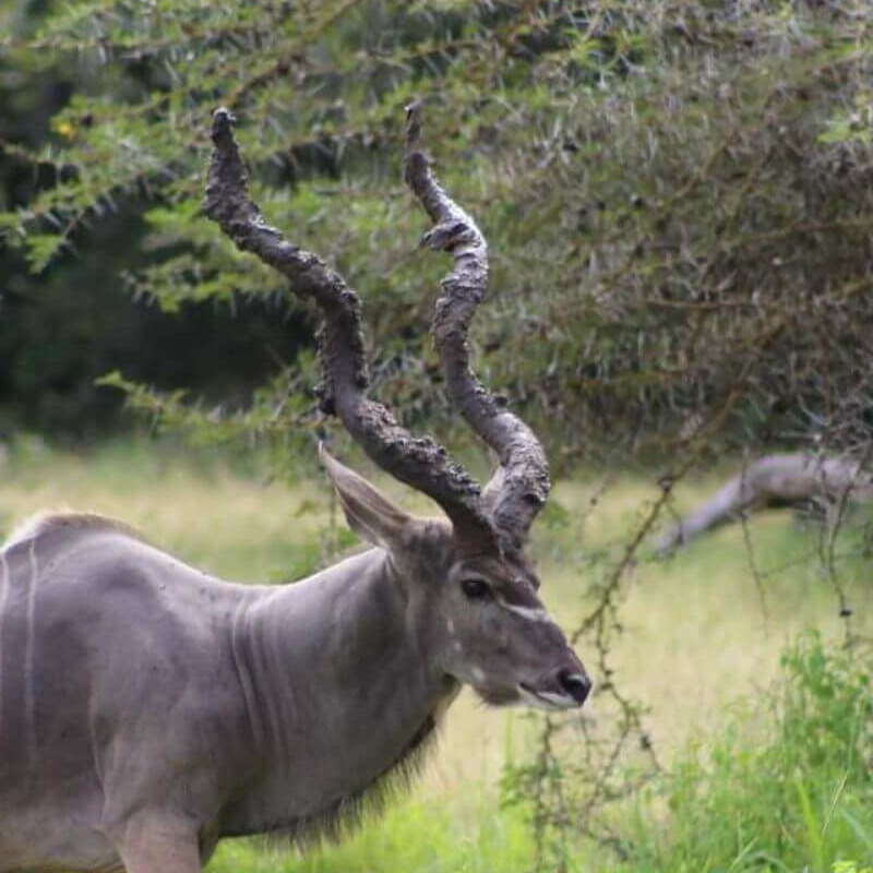 Nyerere (Selous)