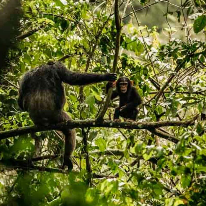 Nyungwe Forest