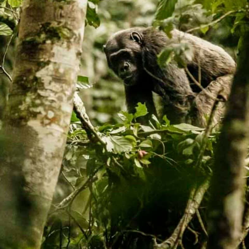 Nyungwe Forest