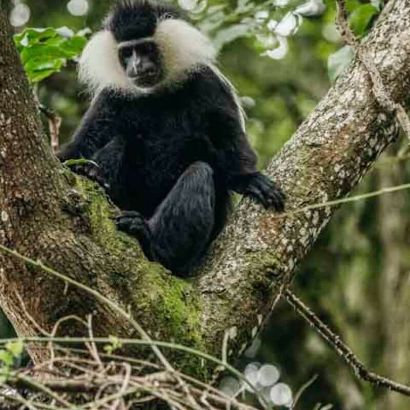 Nyungwe Forest