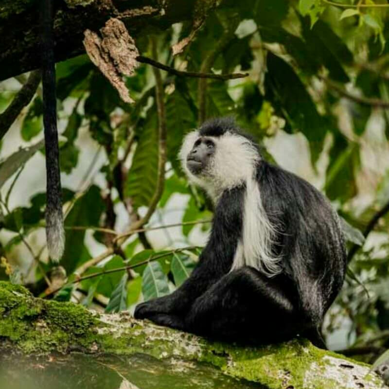 Nyungwe Forest