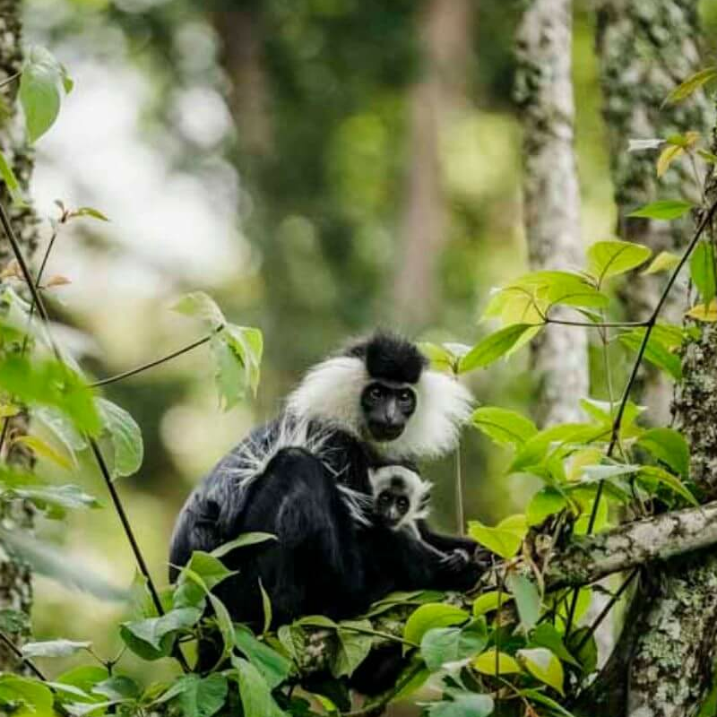 Nyungwe Forest