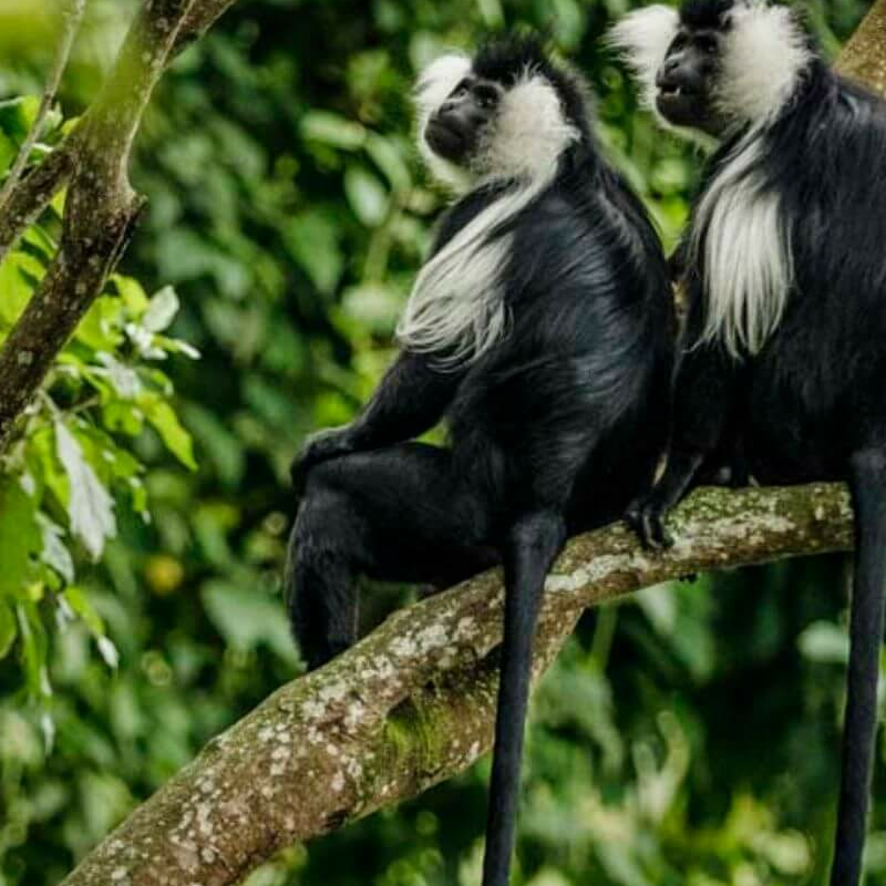 Nyungwe Forest
