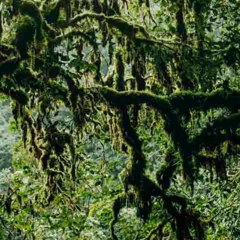 Nyungwe Forest