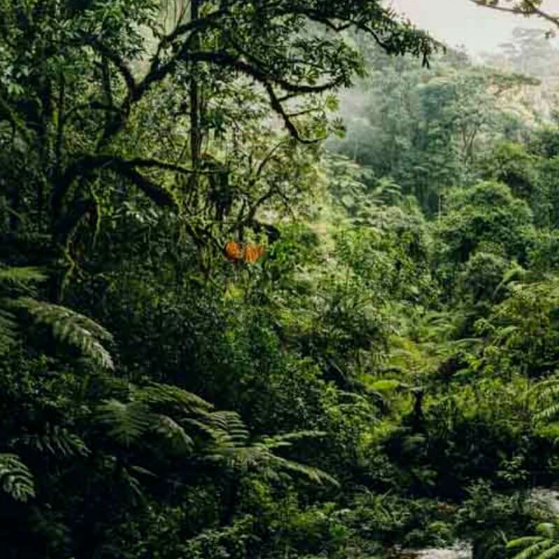 Nyungwe Forest
