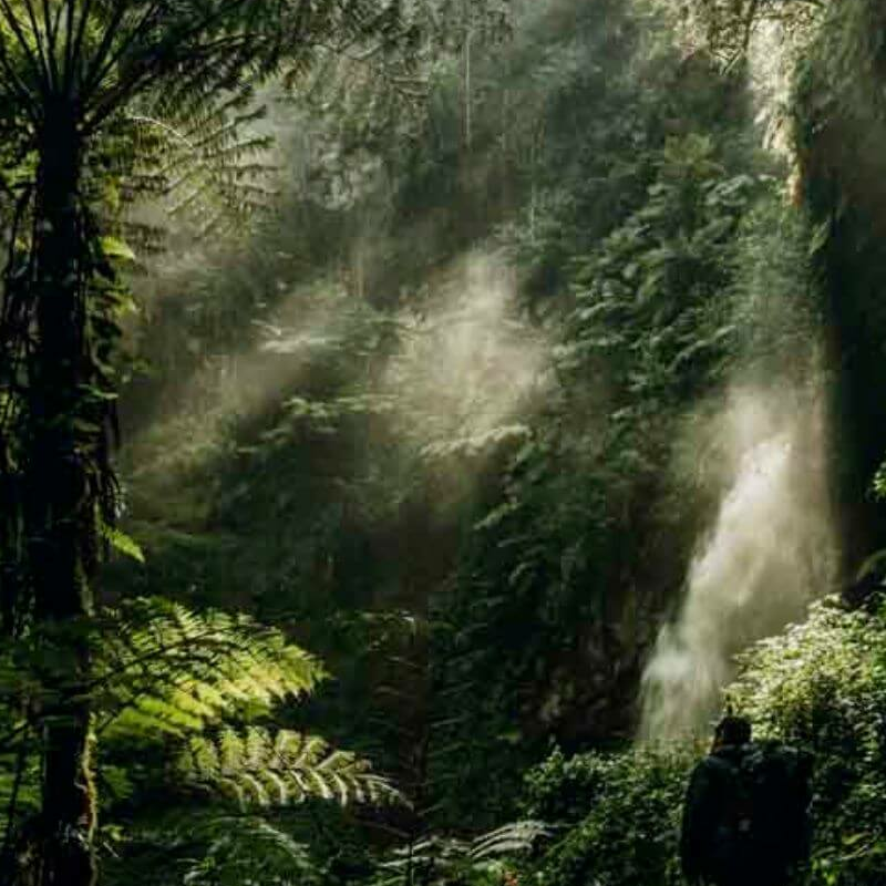 Nyungwe Forest
