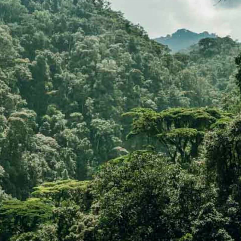 Nyungwe Forest