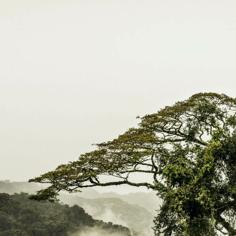 Nyungwe Forest
