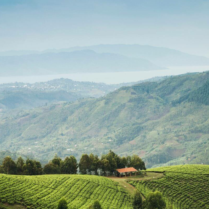 Nyungwe Forest