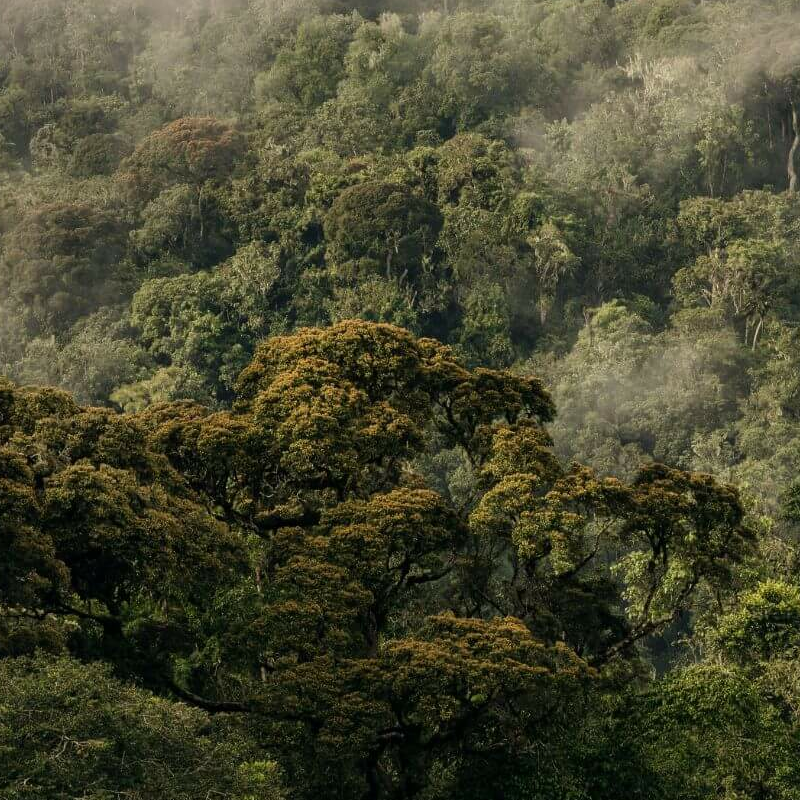 Nyungwe Forest