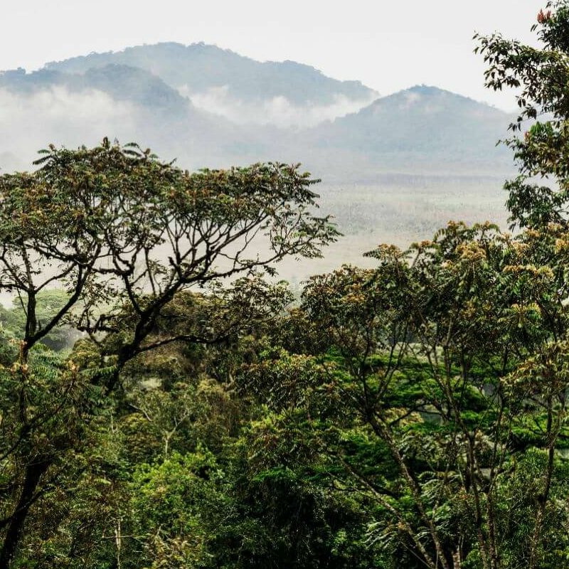 Nyungwe Forest