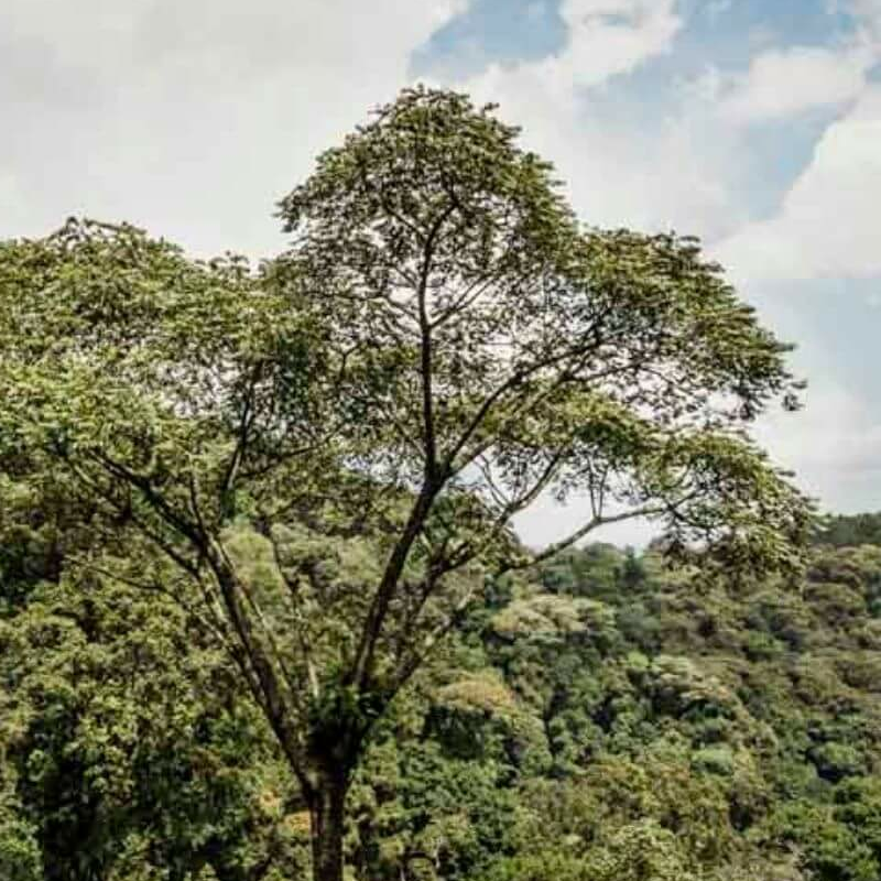 Nyungwe Forest