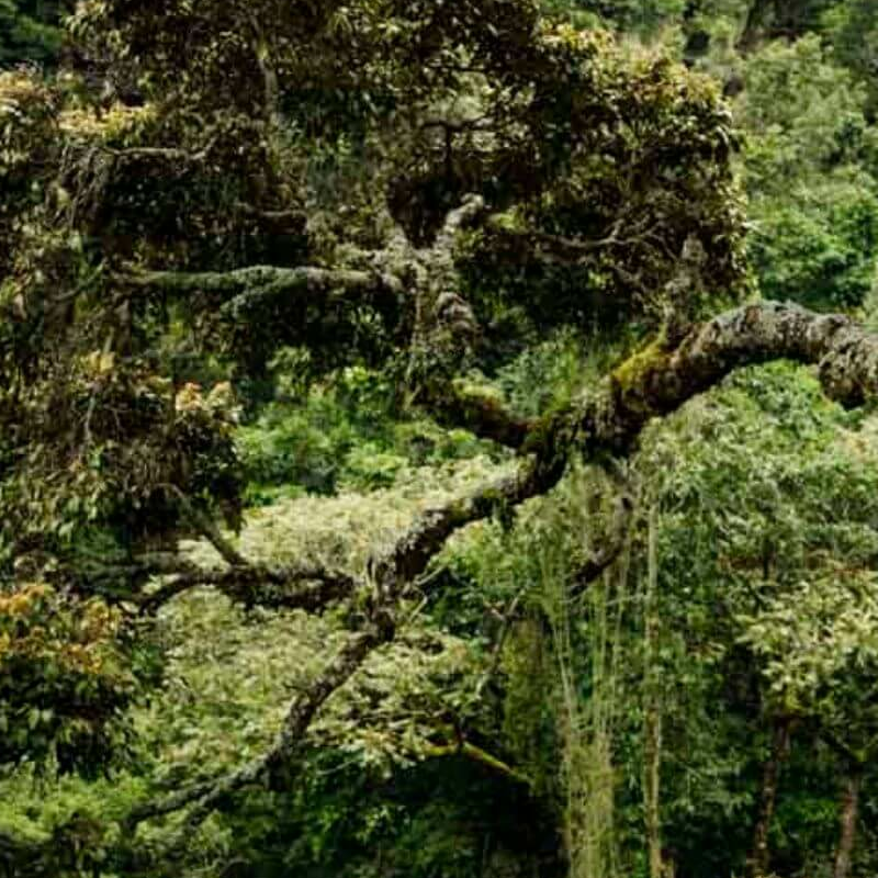 Nyungwe Forest