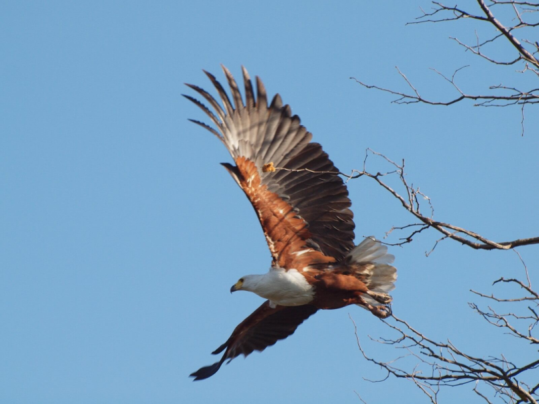 Okavango Delta