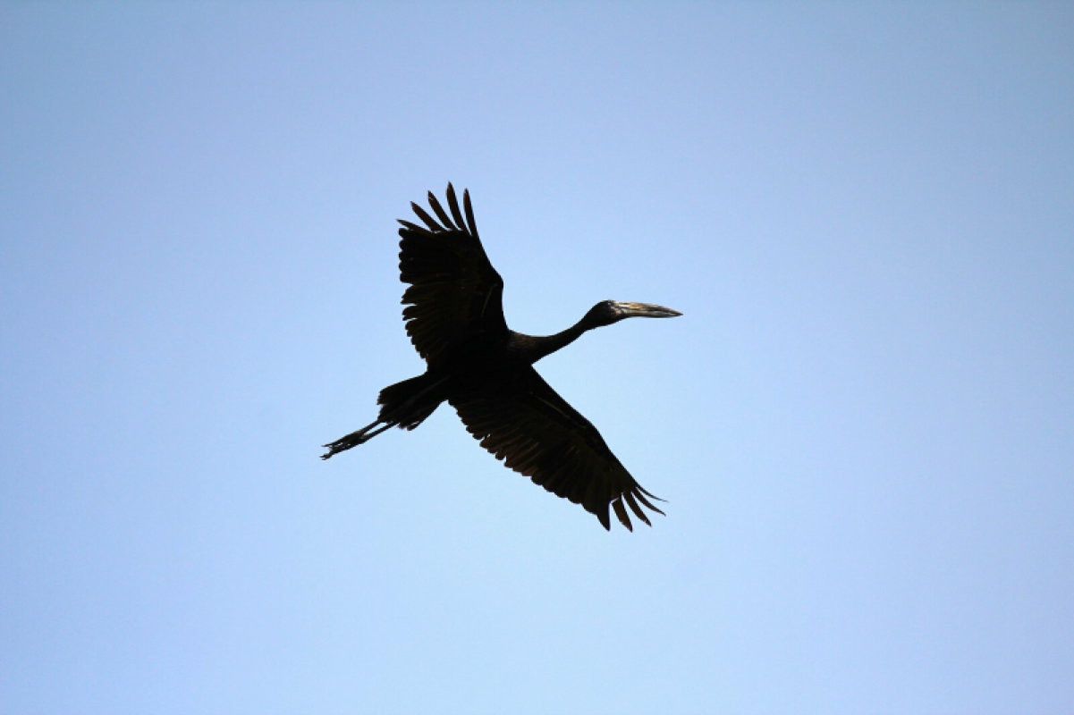 Okavango Delta