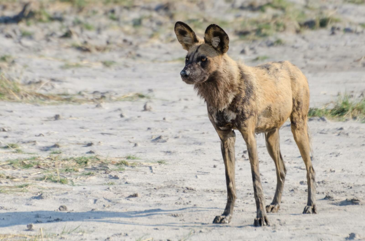 Okavango Delta