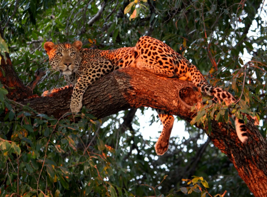 Okavango Delta