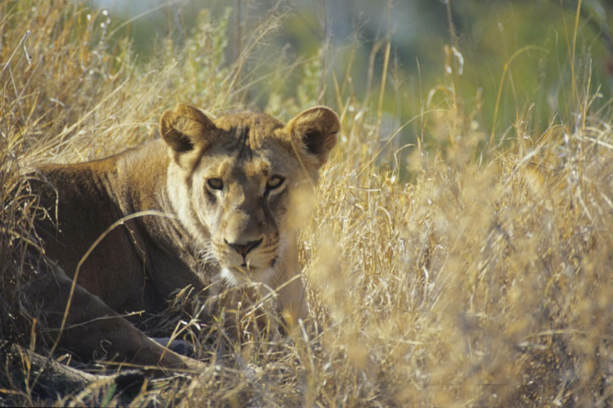 Okavango Delta